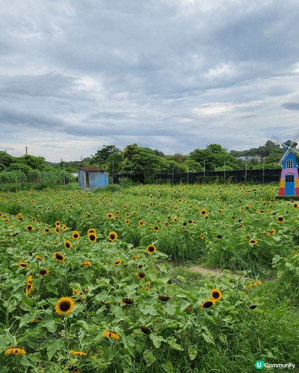 元朗信芯園擁有三萬呎絕美向日葵花海，結合各種不同的打卡造景，...