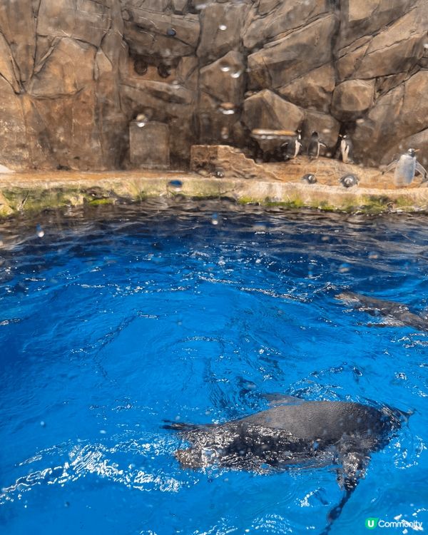 海洋公園除咗可以玩得開心，仲可以學習到好多動物嘅知識，一舉兩...