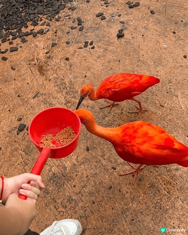 清遠長隆動物園是一個親子活動的好去處，有動物睇亦有機動遊戲玩...