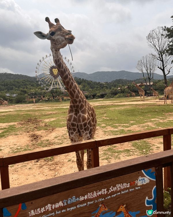 清遠長隆動物園是一個親子活動的好去處，有動物睇亦有機動遊戲玩...
