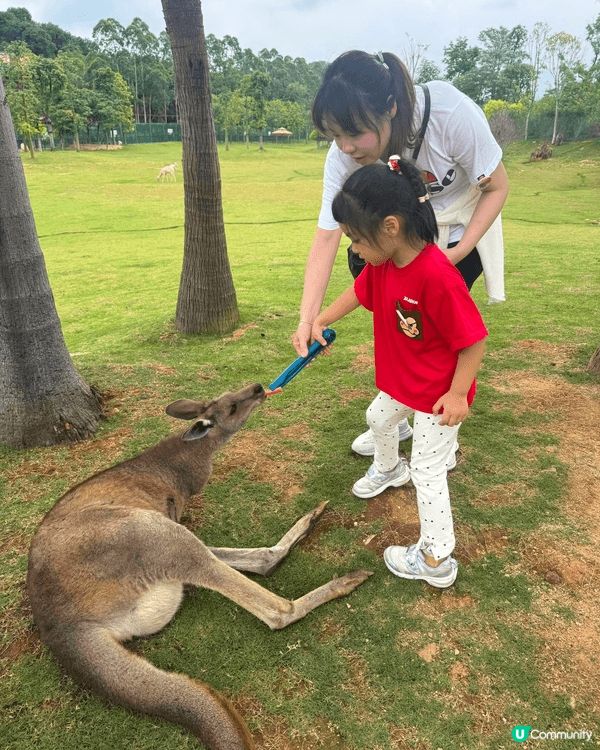 去動物園餵動物食東西，小朋友可以多接觸大自然，減少對電子屏幕...