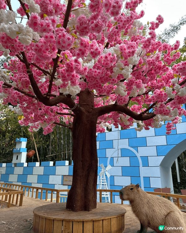 上述圖片分別為深圳野生動物園及世界之窗，這兩個景點都非常適合...
