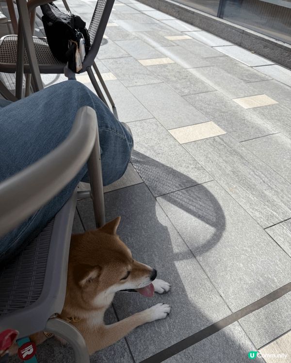 每日帶住毛孩出街遊山玩水日日都