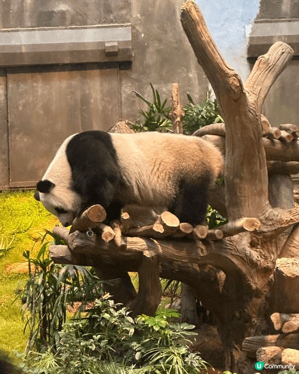 十年一遇，海洋公園爆場之日，多人到上新聞。anyway, 無...