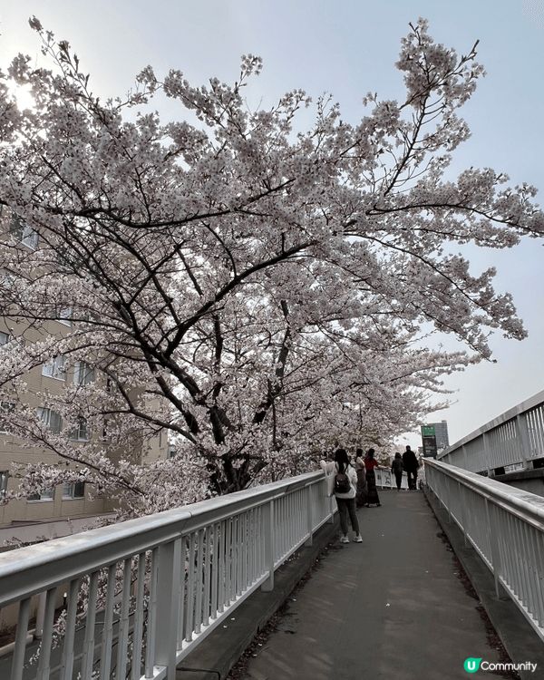 札幌白石天橋既櫻花，真係超近距離睇到白色加粉色既櫻花。好靚