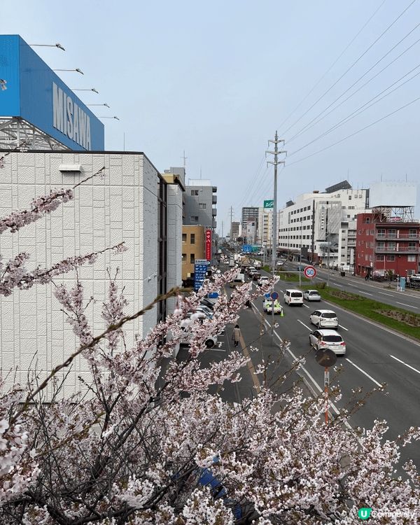 札幌白石天橋既櫻花，真係超近距離睇到白色加粉色既櫻花。好靚