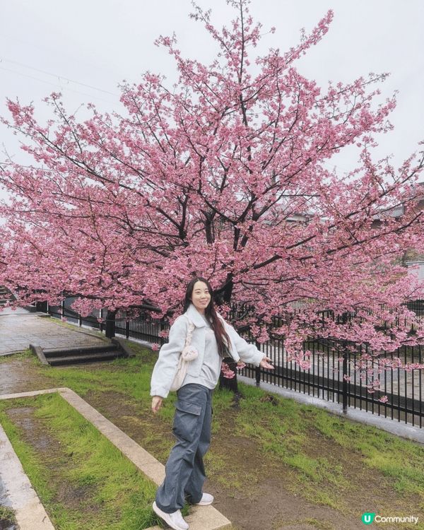 🌸 京都・淀水路（賞櫻）