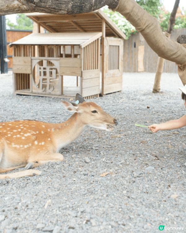 台灣真係有好多親子好去處，大自然、親親小動物。帶住長老或小朋...