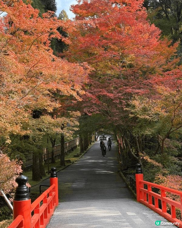 日本京都賞紅葉秘境：今熊野觀音寺！