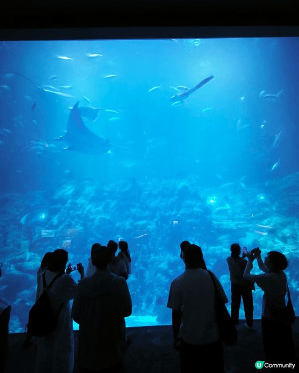 香港海洋公園一天遊🐬小時候爸媽帶我和妹妹到海洋公園看海洋動物...