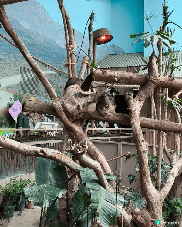 香港海洋公園一天遊🐬小時候爸媽帶我和妹妹到海洋公園看海洋動物...