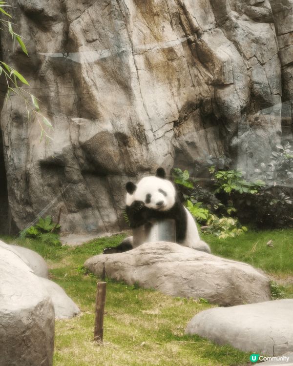 香港海洋公園一天遊🐬小時候爸媽帶我和妹妹到海洋公園看海洋動物...