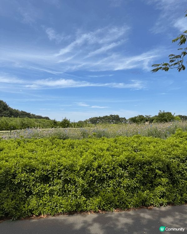 上述圖片是位於東京茨城縣國營海濱公園，佢係一個四季都有唔同景...
