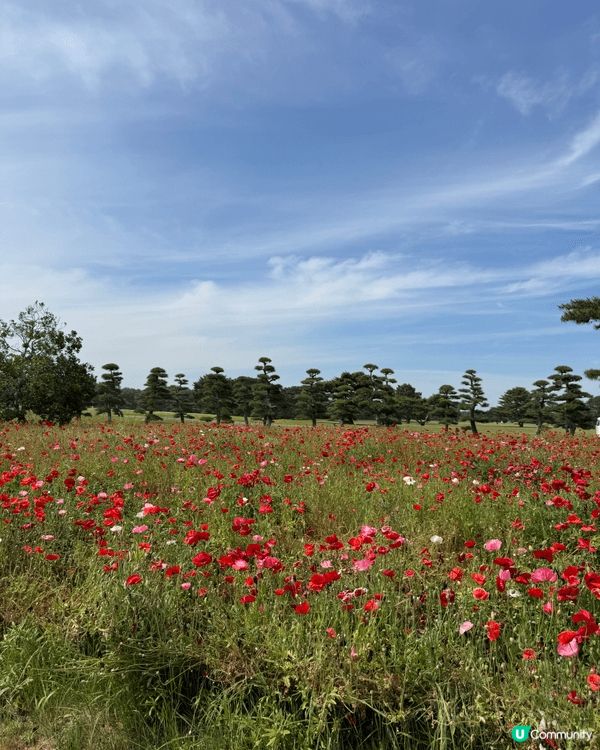 上述圖片是位於東京茨城縣國營海濱公園，佢係一個四季都有唔同景...