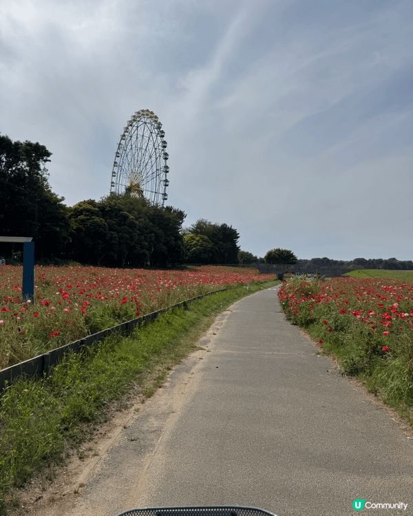 上述圖片是位於東京茨城縣國營海濱公園，佢係一個四季都有唔同景...