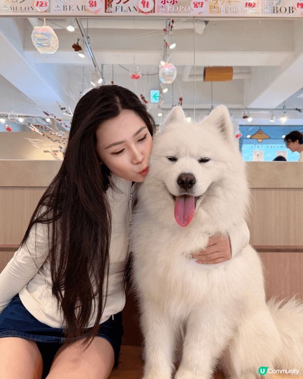 去日本當然要去動物cafe