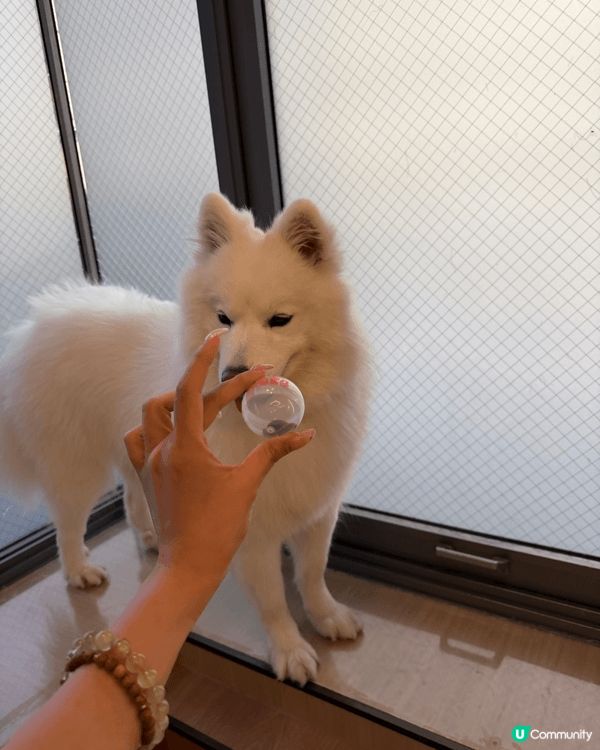 去日本當然要去動物cafe