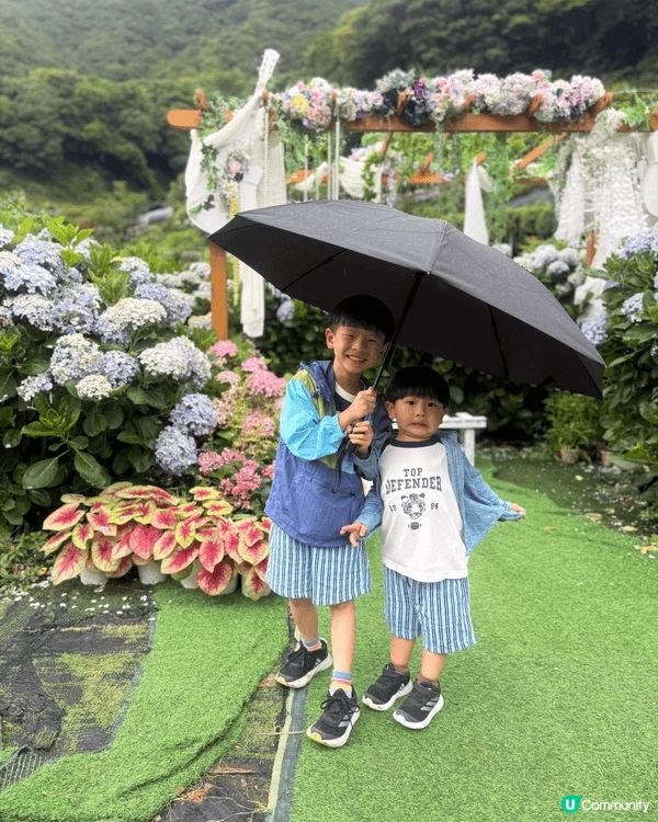 6月帶小朋友去陽明山睇繡球花，雖然撞正毛毛細雨、天色陰沉，但...