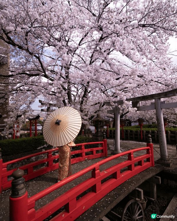 六孫王神社的魅力： 與京都其他熱門賞櫻勝地（如清水寺或嵐山）...