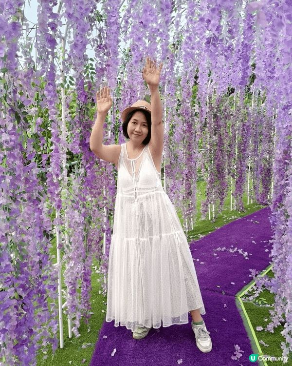 長沙灣5層文青唐樓； 信芯園紫花牆打咭，仲有吾同品種既太陽花...