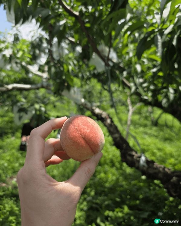 台灣東吳大學內的教堂；朝露農場探訪初嘗摘桃；台灣SATSUT...