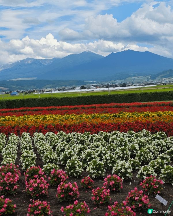 夏天到北海道富良野, 睇薰衣草是必看的景點之一,富田農場是其...