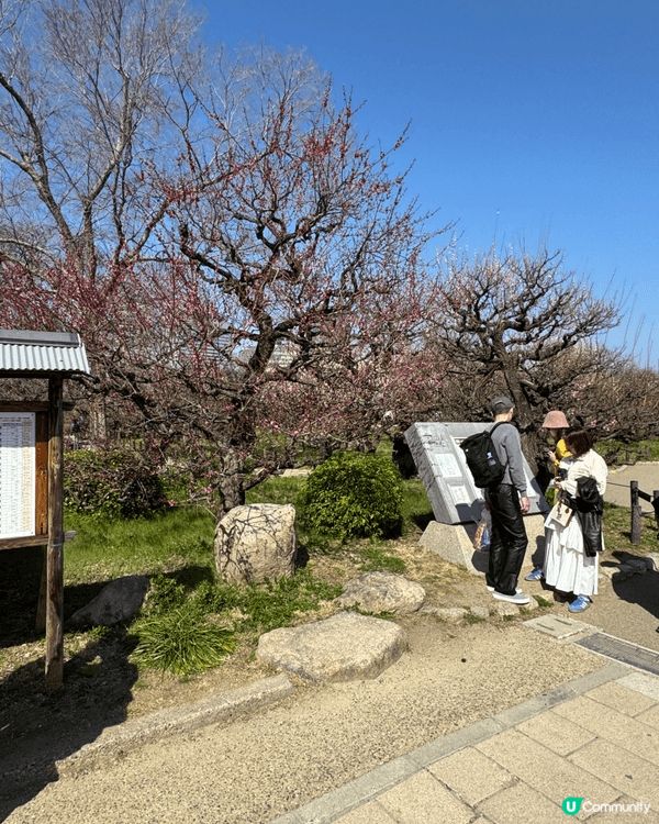 大阪城外公園賞櫻比城內還好，而且免費