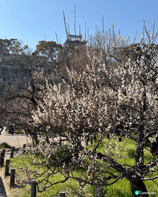 大阪城外公園賞櫻比城內還好，而且免費