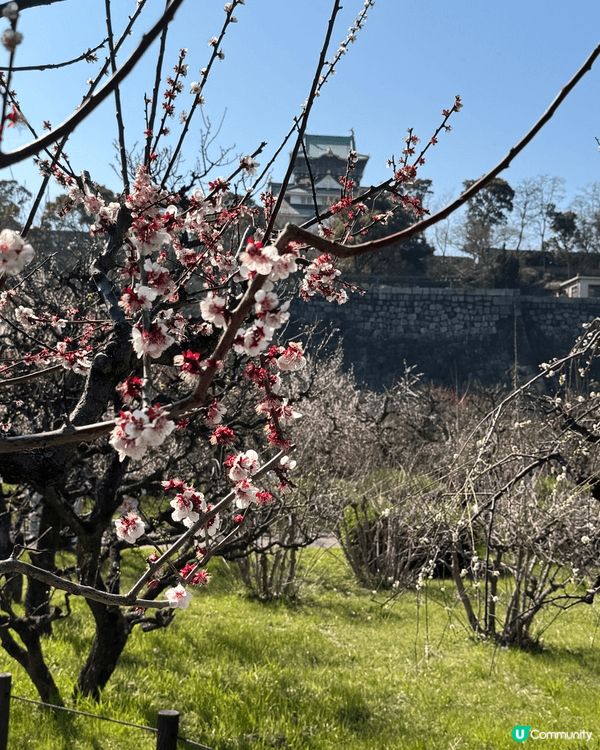 大阪城外公園賞櫻比城內還好，而且免費
