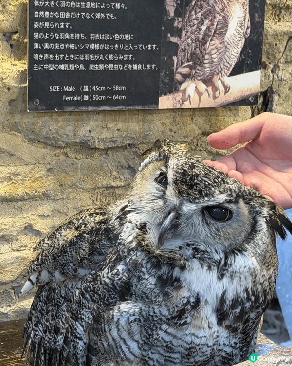 日本九州 由布院貓頭鷹之森 