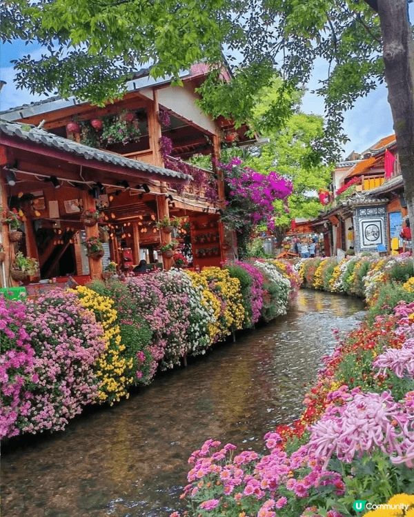 雲南昆明祕境 玩玩小河 潺潺流水 落花如煙 浮於波光粼粼之間...