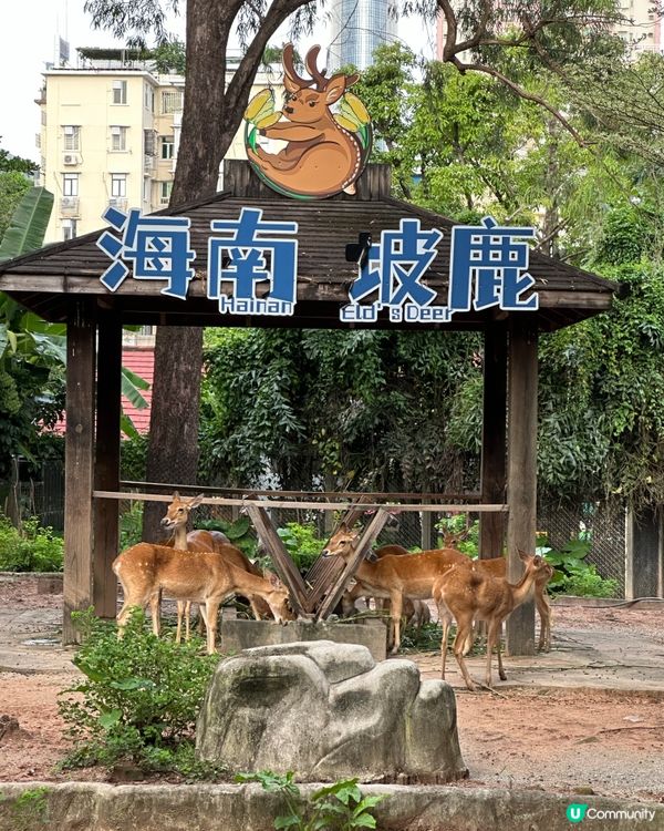 成人$20 廣州 zoo🇨🇳🤩｜動物多多但炎熱🥵