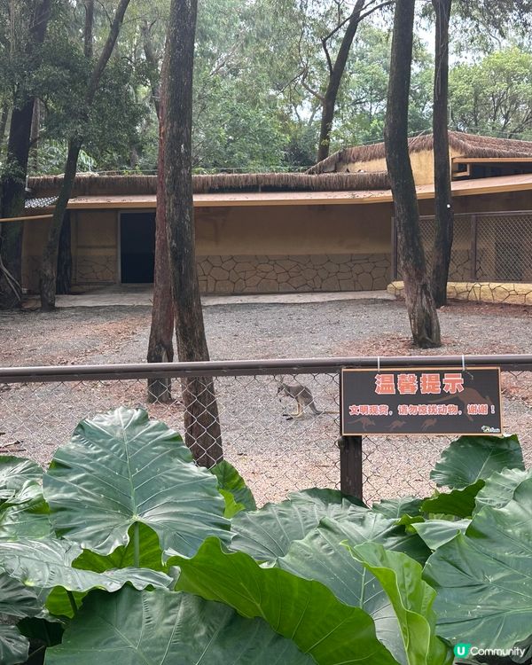 成人$20 廣州 zoo🇨🇳🤩｜動物多多但炎熱🥵