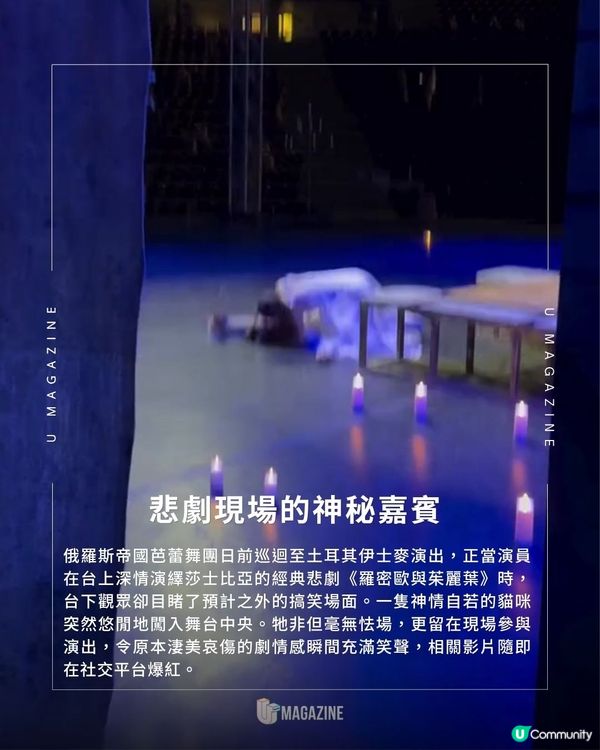 傲嬌貓竟在舞台上與茱麗葉爭寵｜ 網絡爆紅！意外成為「芭蕾舞劇新星」                                                    