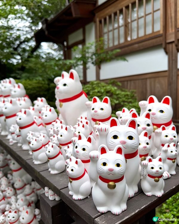 🇯🇵日本東京超治癒招財貓寺廟⛩️🐾