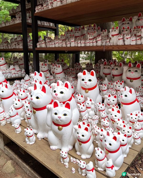 🇯🇵日本東京超治癒招財貓寺廟⛩️🐾