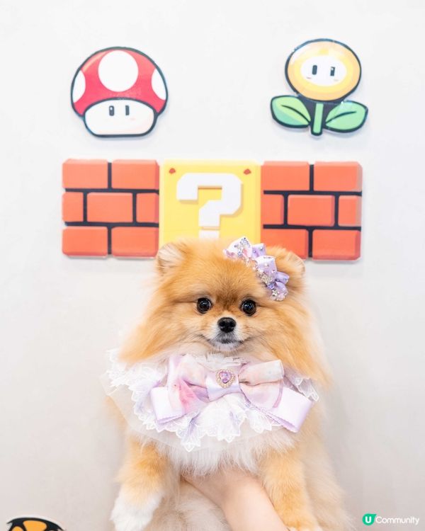 玩盡食盡訓盡！🐶🍰 #開心🥳