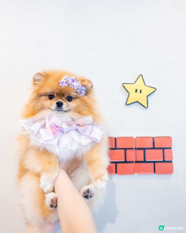 玩盡食盡訓盡！🐶🍰 #開心🥳
