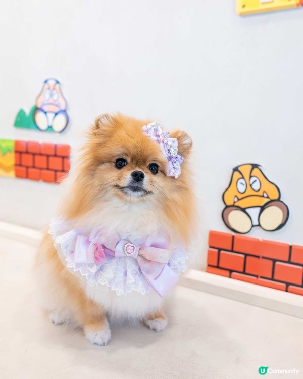玩盡食盡訓盡！🐶🍰 #開心🥳