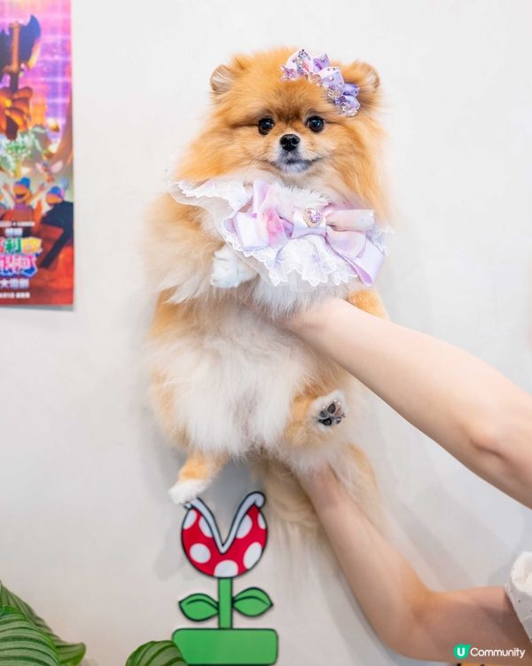 玩盡食盡訓盡！🐶🍰 #開心🥳