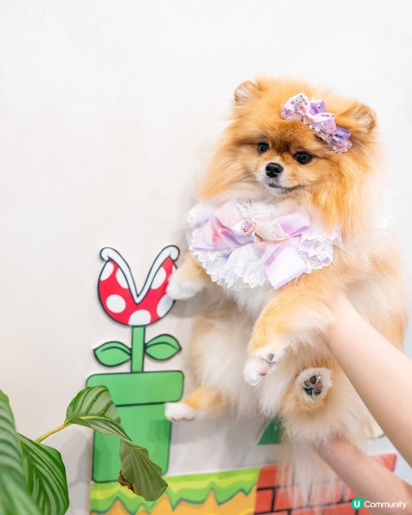 玩盡食盡訓盡！🐶🍰 #開心🥳