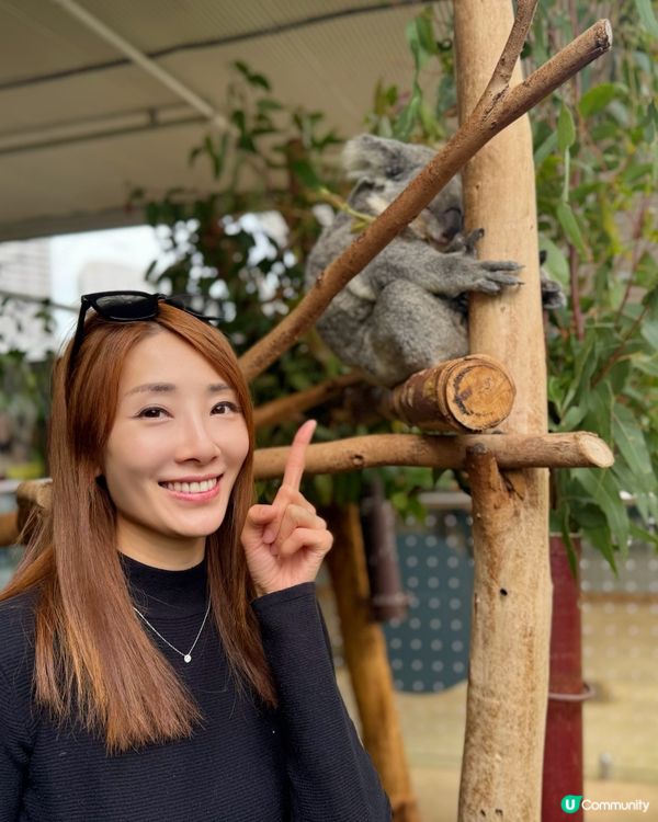 悉尼市中心親近澳洲野生動物🦘