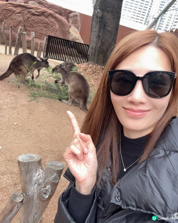 悉尼市中心親近澳洲野生動物🦘