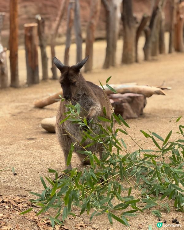 悉尼市中心親近澳洲野生動物🦘