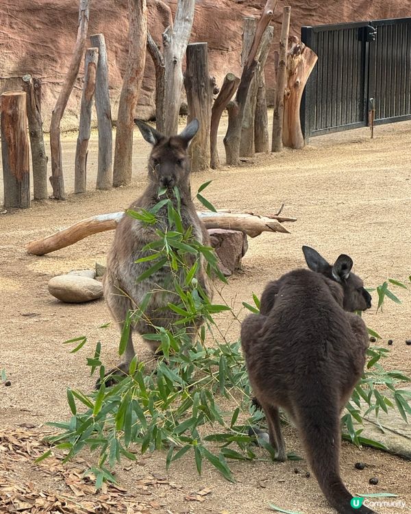 悉尼市中心親近澳洲野生動物🦘