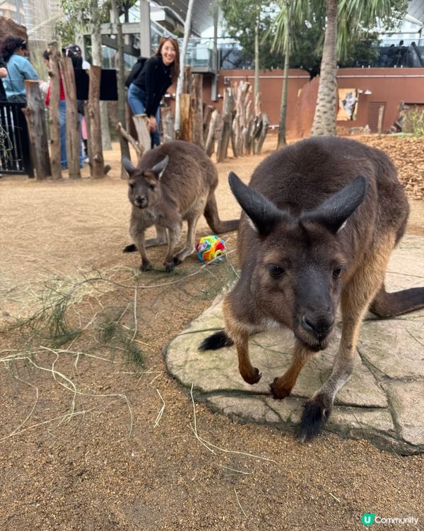 悉尼市中心親近澳洲野生動物🦘