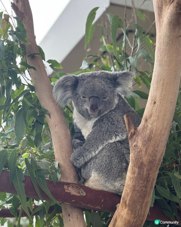 悉尼市中心親近澳洲野生動物🦘