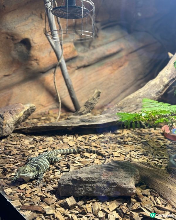 悉尼市中心親近澳洲野生動物🦘