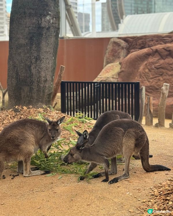 悉尼市中心親近澳洲野生動物🦘