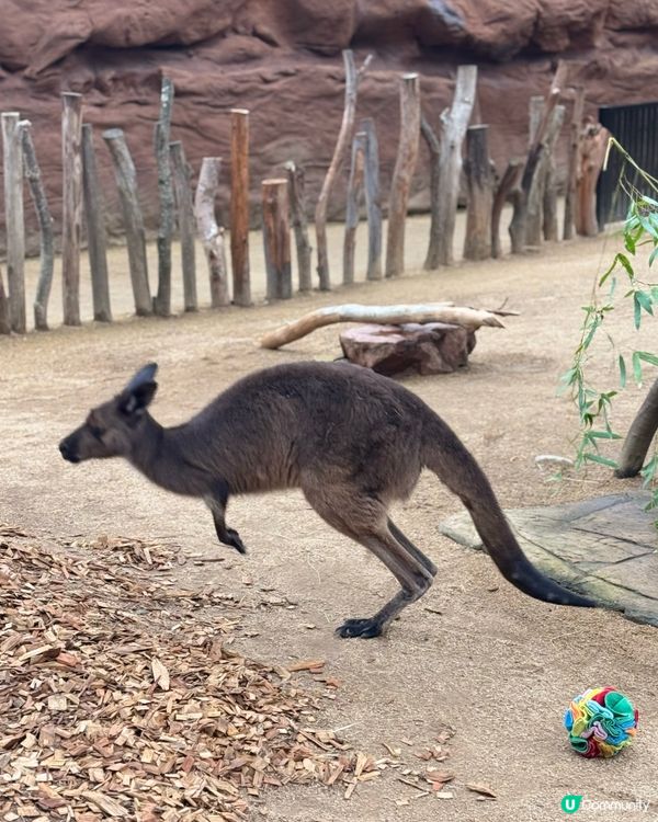 悉尼市中心親近澳洲野生動物🦘